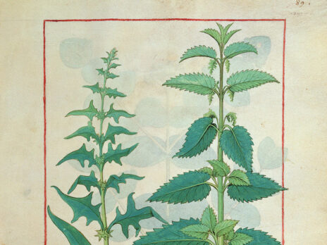 The wild, herby comforts of nettle soup