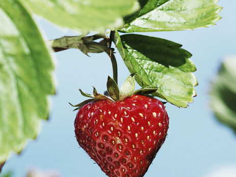 The secret history of strawberries
